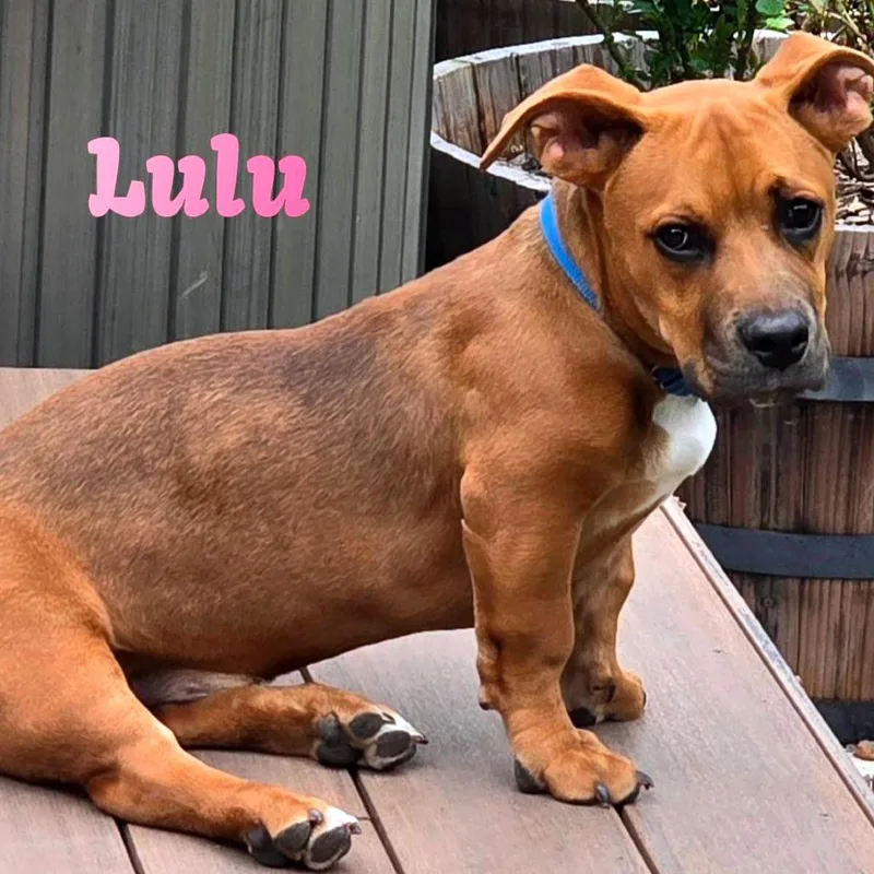 A young medium-sized female Red / Chestnut / Orange Mixed Breed dog named Lulu R for adoption in Joliet, IL