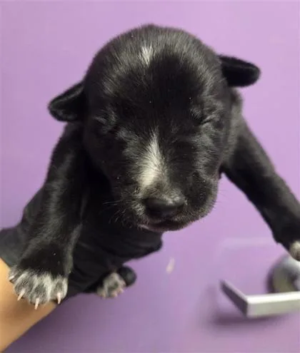 A baby small-sized male Black Australian Cattle Dog / Blue Heeler dog named Jimmy for adoption in El Paso, TX