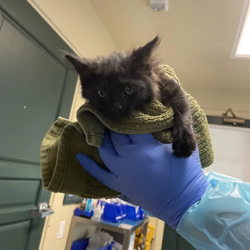 A baby small-sized male Black Domestic Short Hair cat named Pear for adoption in Pasadena, CA