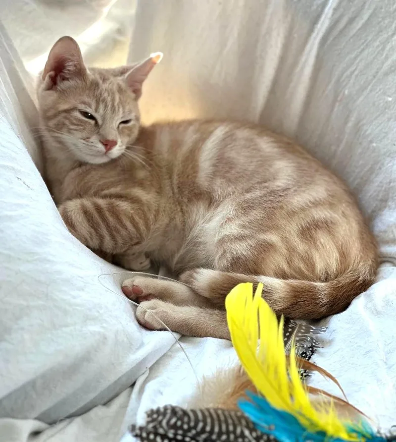 A young medium-sized male Buff / Tan / Fawn Domestic Short Hair cat named Charlie for adoption in Wayne, NJ