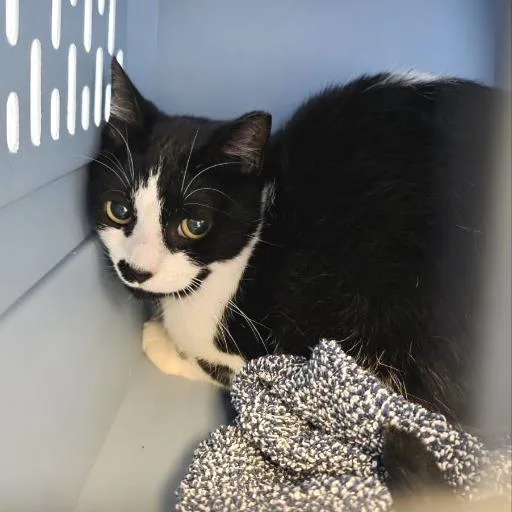 An adult medium-sized male Black Domestic Short Hair cat named Cutie for adoption in Fairport, NY