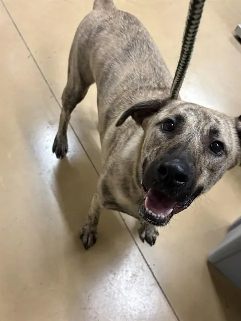 A young large-sized male German Shepherd Dog dog named Tupac for adoption in Minneapolis, MN