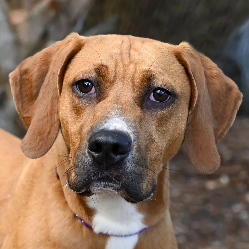 A young medium-sized female Brown / Chocolate Mixed Breed dog named Lottie for adoption in Sarasota, FL