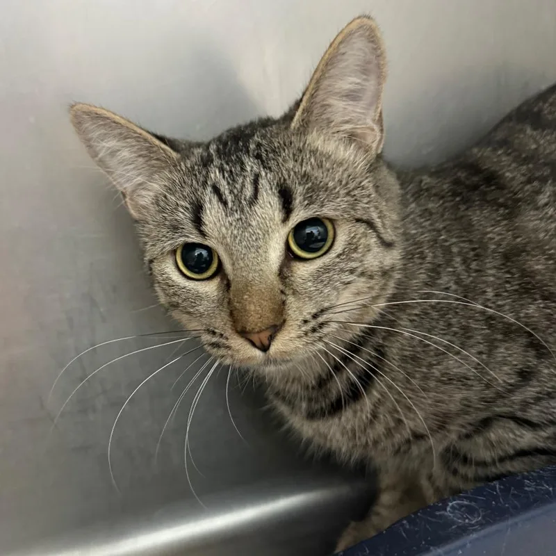 A young small-sized female Brown / Chocolate Domestic Short Hair cat named Jenny for adoption in Casa Grande, AZ