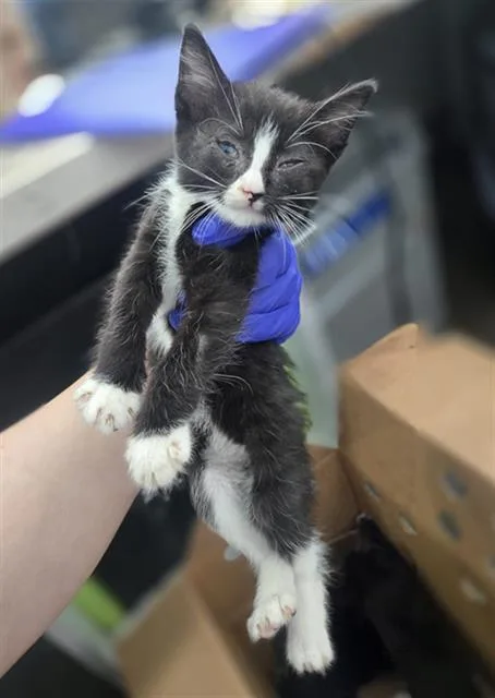 A baby medium-sized female Domestic Short Hair cat named Carrie for adoption in Dallas, TX