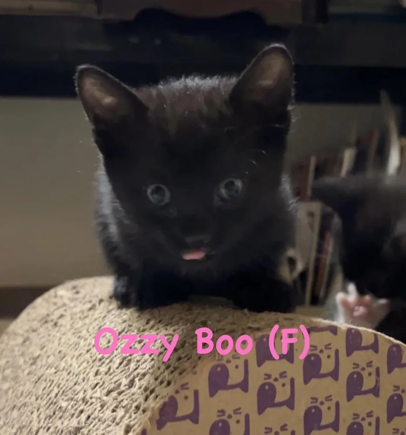 A baby small-sized female Black Domestic Short Hair cat named Ozzy Boo for adoption in Telford, PA