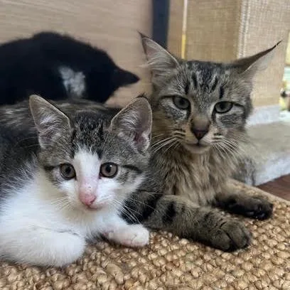 An adult small-sized female Brown / Chocolate Domestic Medium Hair cat named Cinnamon Bun for adoption in Los Angeles, CA
