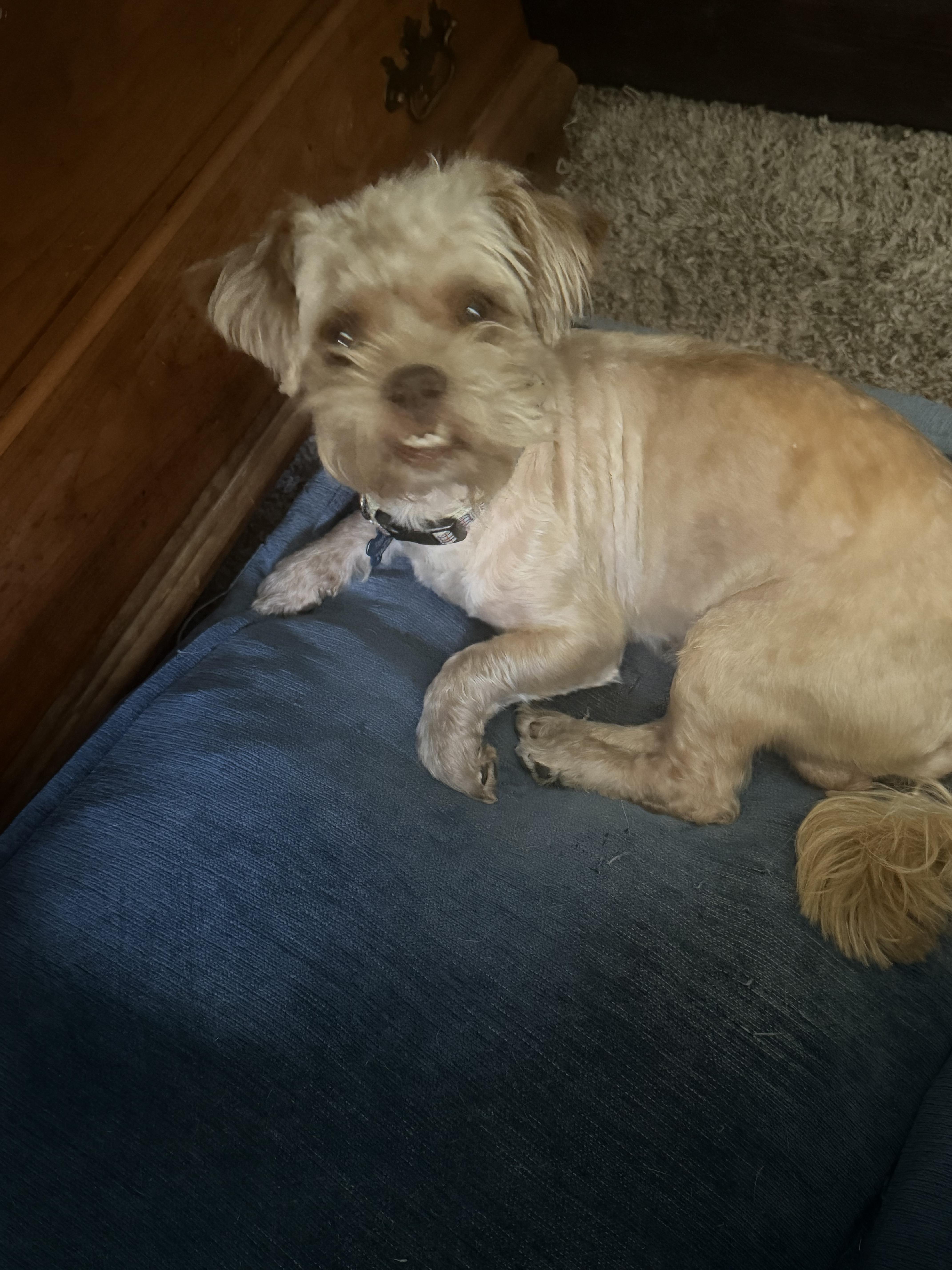 A young small-sized male Apricot / Beige Brussels Griffon dog named Peele for adoption in Garland, TX