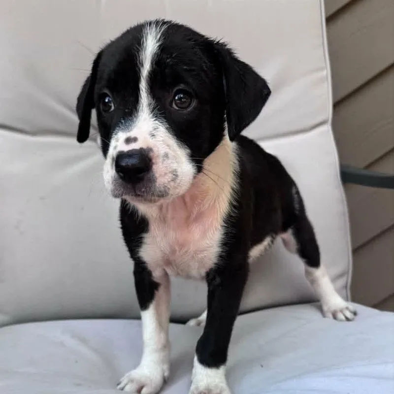 A baby medium-sized female Black Mixed Breed dog named Simone for adoption in Alexandria, VA