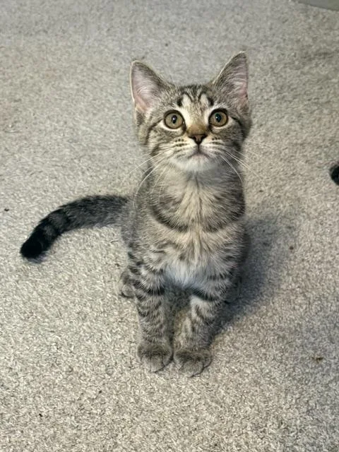 A baby medium-sized female Tabby (Tiger Striped) Domestic Short Hair cat named Sasquatch for adoption in Pottstown, PA