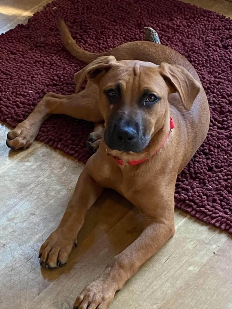 A baby large-sized female Mixed Breed dog named Lola Mae for adoption in Griswold, CT