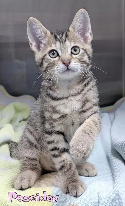 A baby small-sized male Domestic Short Hair cat named Poseidon for adoption in Mason, MI
