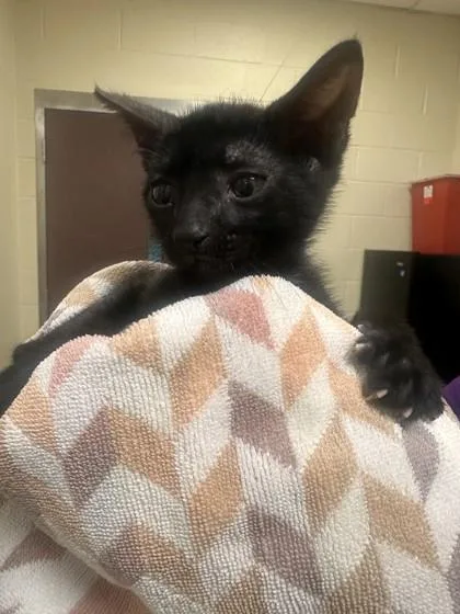 A baby small-sized male Domestic Short Hair cat named Piccata for adoption in West Chester, PA