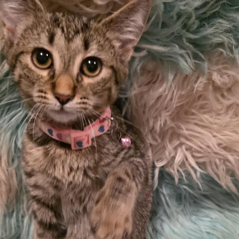 A baby small-sized female Gray / Blue / Silver Domestic Short Hair cat named Ayla for adoption in Glenfield, NY