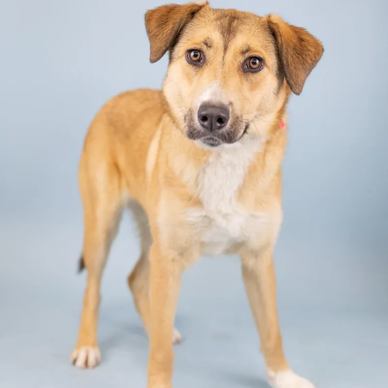 A young medium-sized female Golden Mixed Breed dog named Margie for adoption in Portland, OR