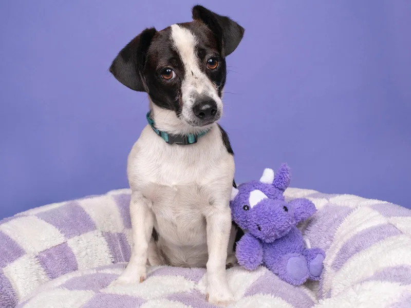 A baby small-sized male Beagle dog named Pez for adoption in Palo Alto, CA