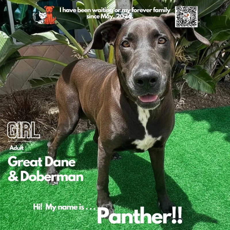 Panther