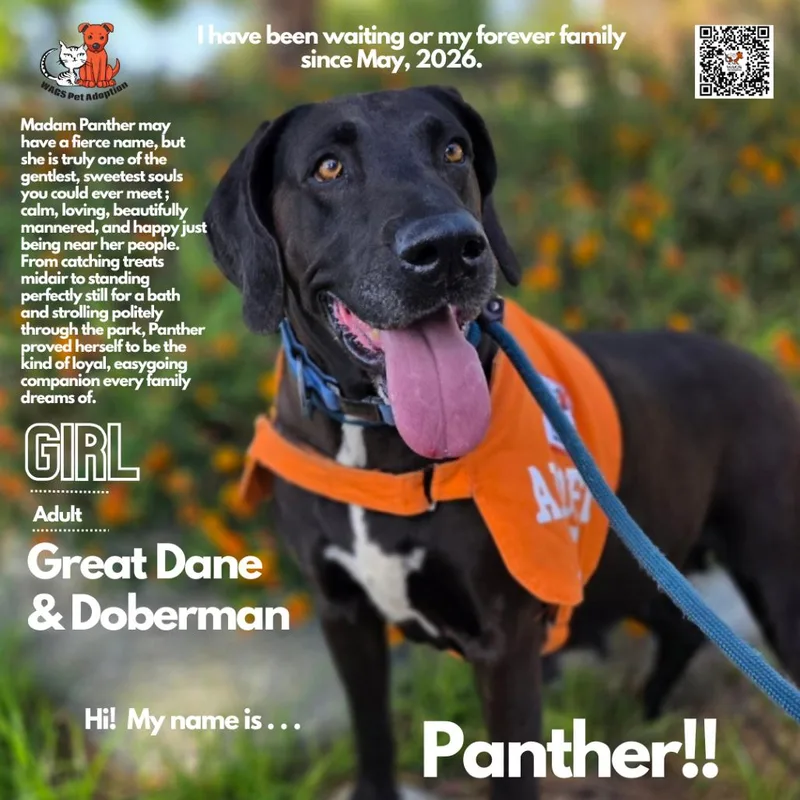 Panther thumbnail 3