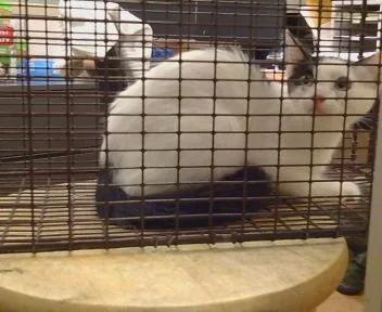 A baby small-sized female Domestic Short Hair cat named Liddy for adoption in Sacramento, CA