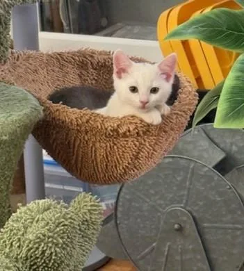 A baby small-sized male Domestic Short Hair cat named Lugi for adoption in Sacramento, CA