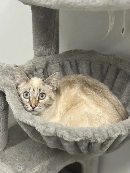 A baby small-sized female Domestic Short Hair cat named Catastrophy for adoption in West Chester, PA