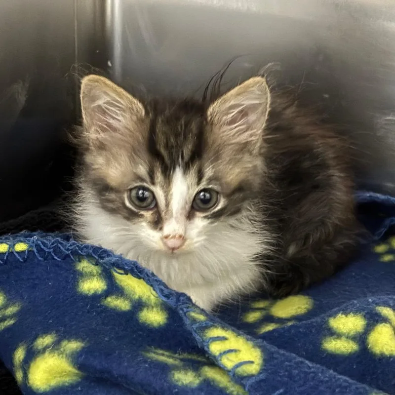 A baby small-sized male Brown / Chocolate Domestic Medium Hair cat named Olive for adoption in Hawthorne, CA