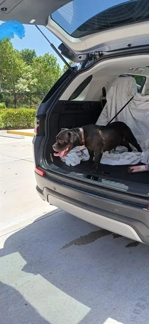 An adult large-sized female American Staffordshire Terrier dog named Rosie for adoption in Fort Lauderdale, FL
