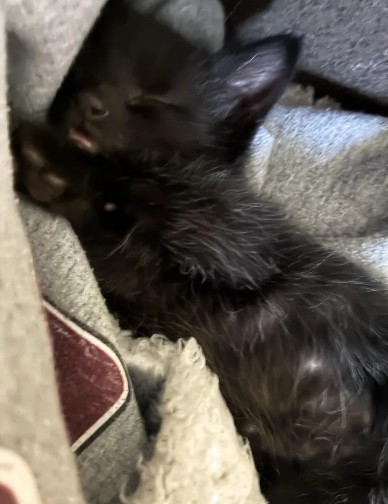A baby medium-sized male Black Domestic Short Hair cat named Ares for adoption in Atoka, TN