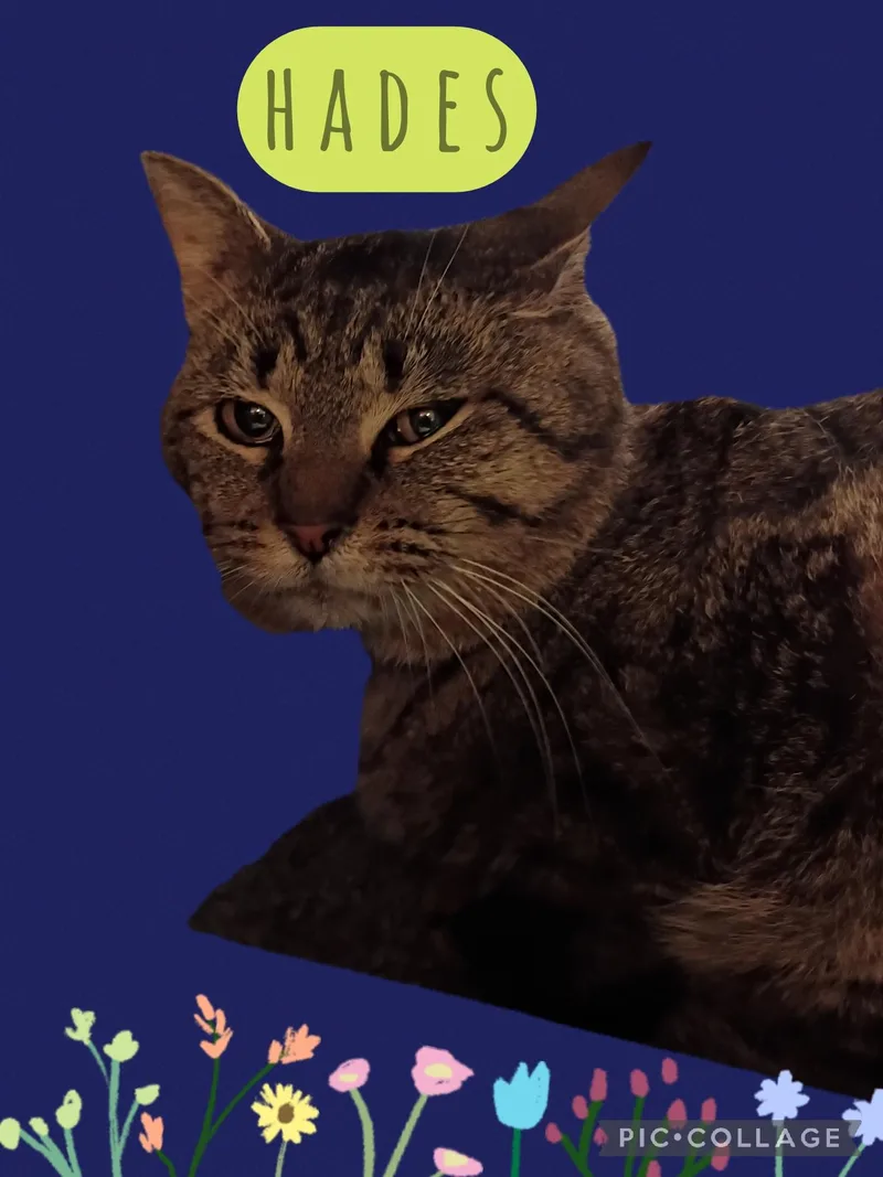 An adult medium-sized male Tabby cat named Hades for adoption in Muncie, IN
