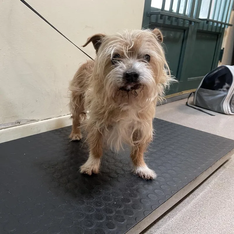 A senior small-sized male Yellow / Tan / Blond / Fawn Yorkshire Terrier dog named Joy for adoption in Pasadena, CA