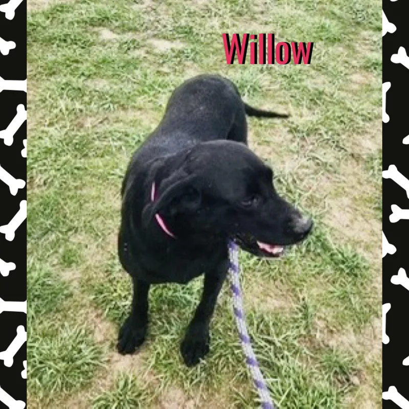 An adult medium-sized female Black Labrador Retriever dog named Willow for adoption in Red Lodge, MT