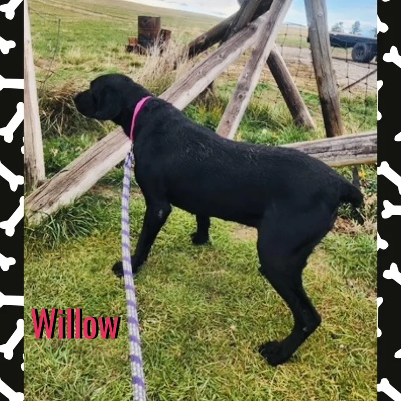 Willow thumbnail 3