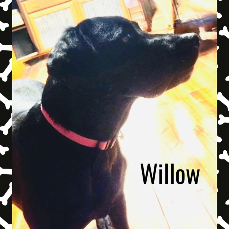 Willow thumbnail 4