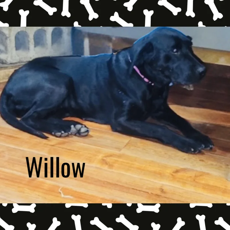 Willow thumbnail 5