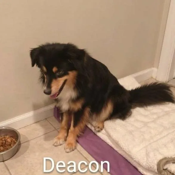 A young small-sized male Australian Shepherd dog named Deacon for adoption in Elwood, IN