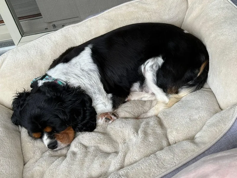 An adult small-sized female Tricolor (Brown, Black, & White) Cavalier King Charles Spaniel dog named Shyla for adoption in Painesville, OH