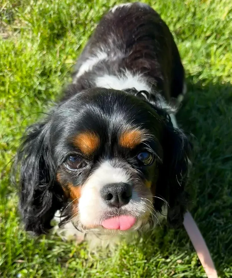 Shyla thumbnail 2