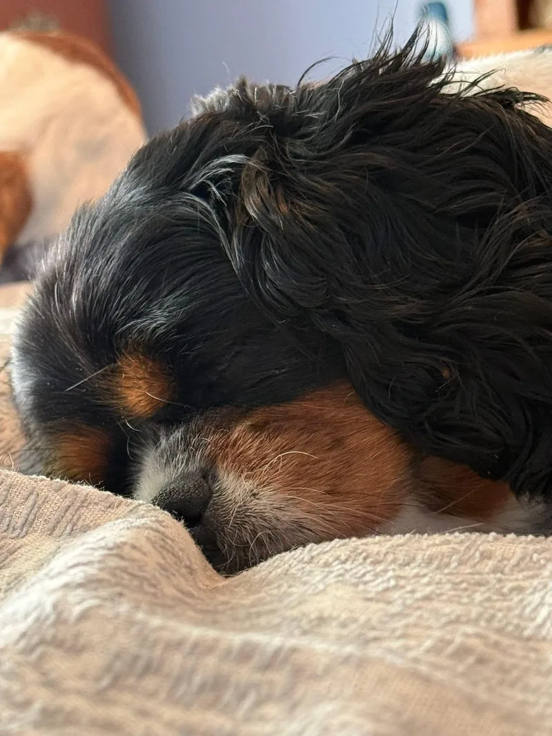 Shyla thumbnail 5