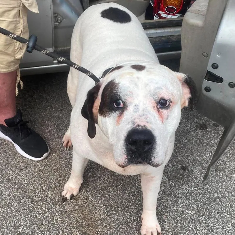An adult extra large-sized female White / Cream Mixed Breed dog named Dot Dot for adoption in Huntington, WV