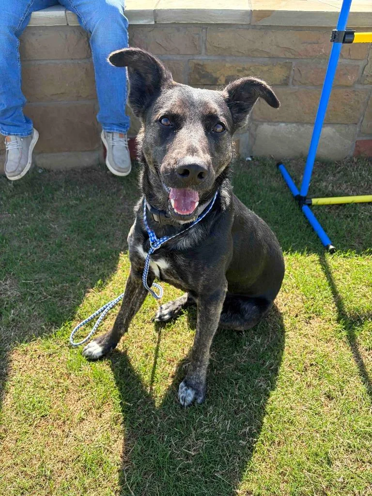 A young medium-sized female Shepherd dog named Destiny for adoption in Glen Rose, TX