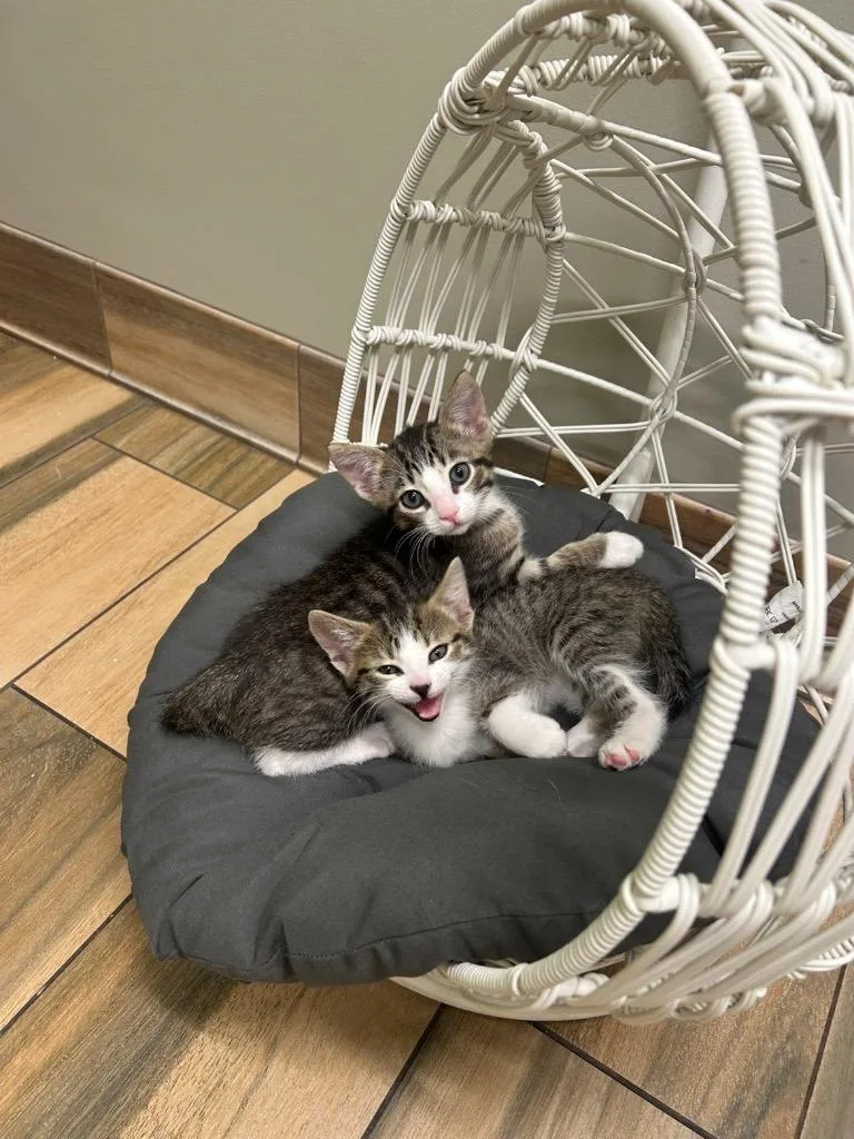 A baby medium-sized male Domestic Short Hair cat named Tommy for adoption in Claremore, OK