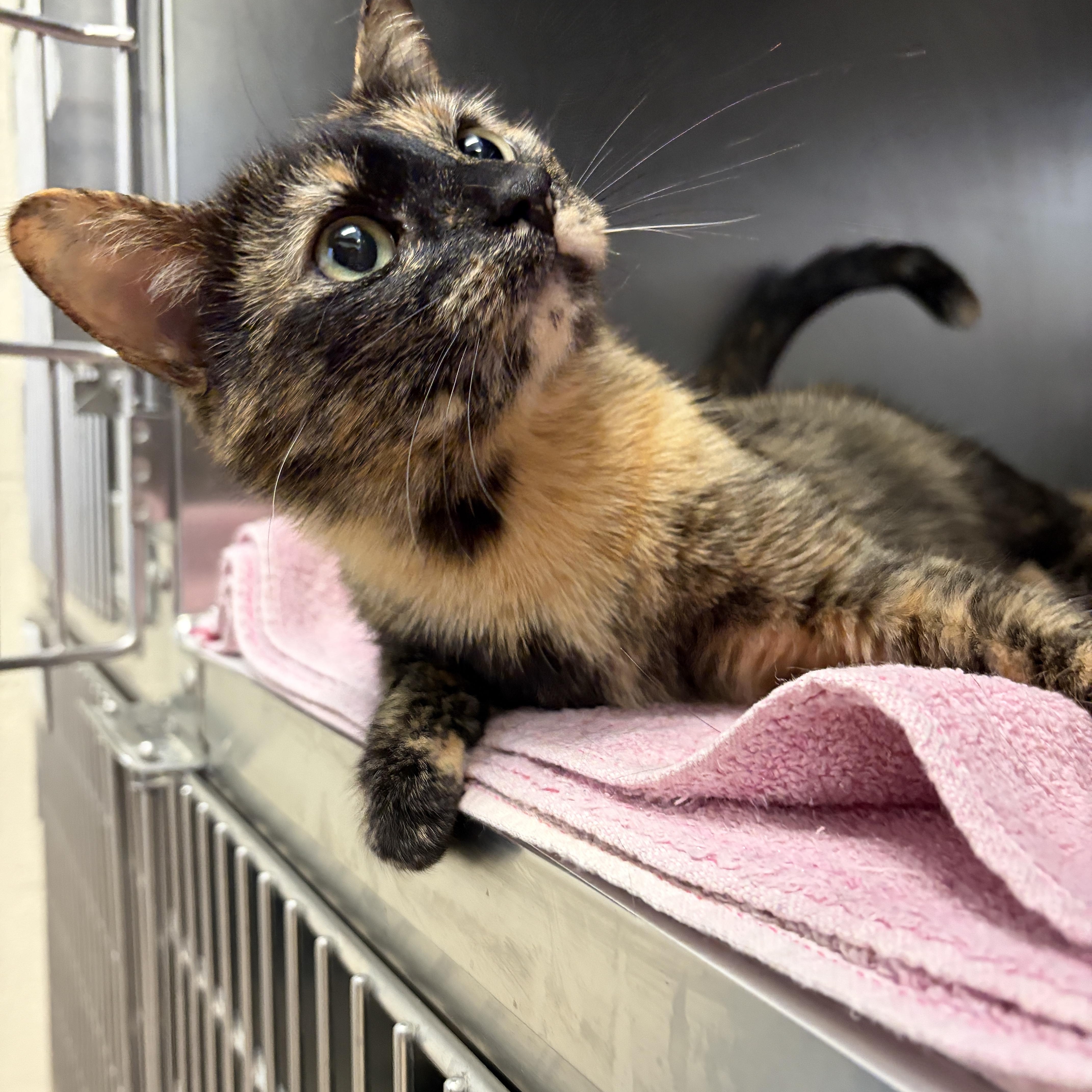 An adult medium-sized female Tortoiseshell Domestic Short Hair cat named Juniper for adoption in Winchester, VA