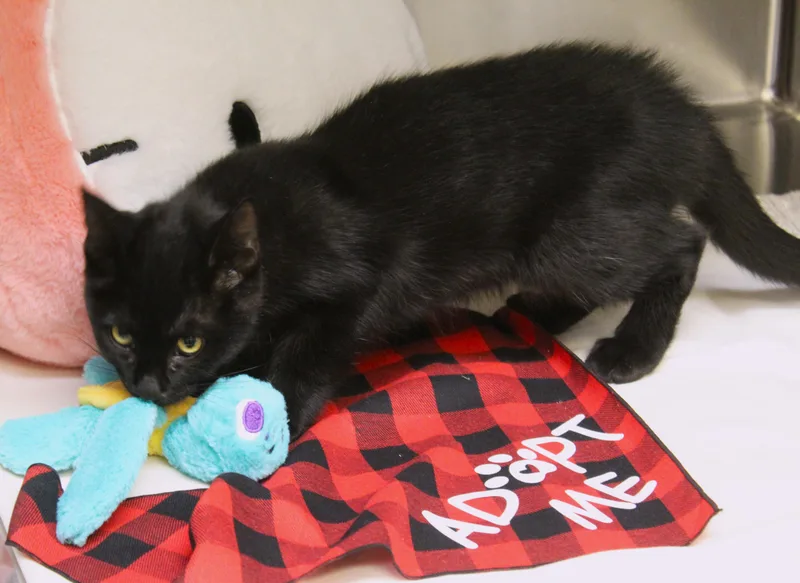A young medium-sized female Black Domestic Medium Hair cat named Salem for adoption in Yucca Valley, CA