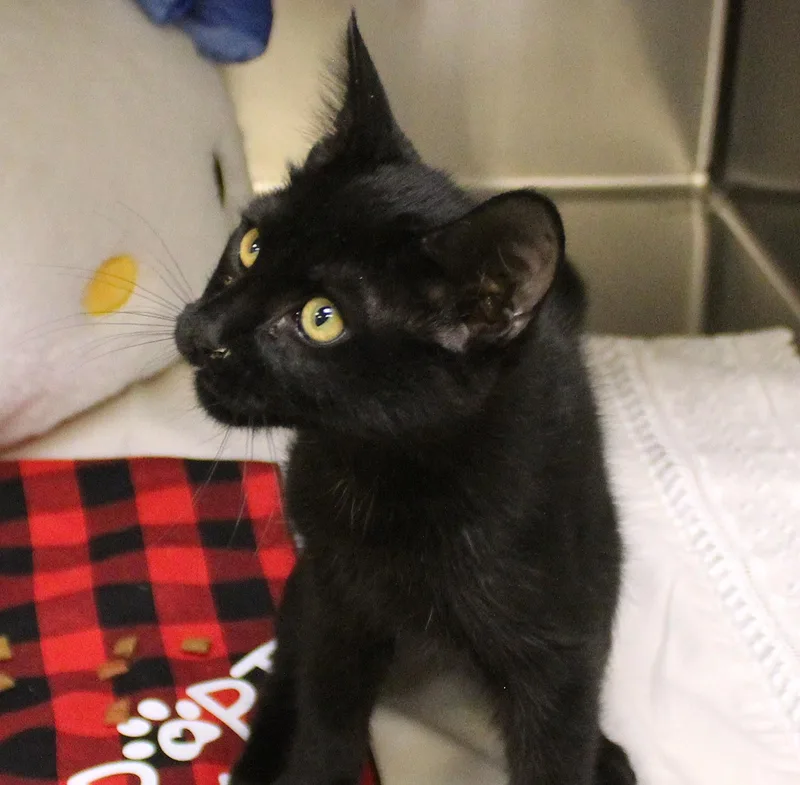 Salem thumbnail 2