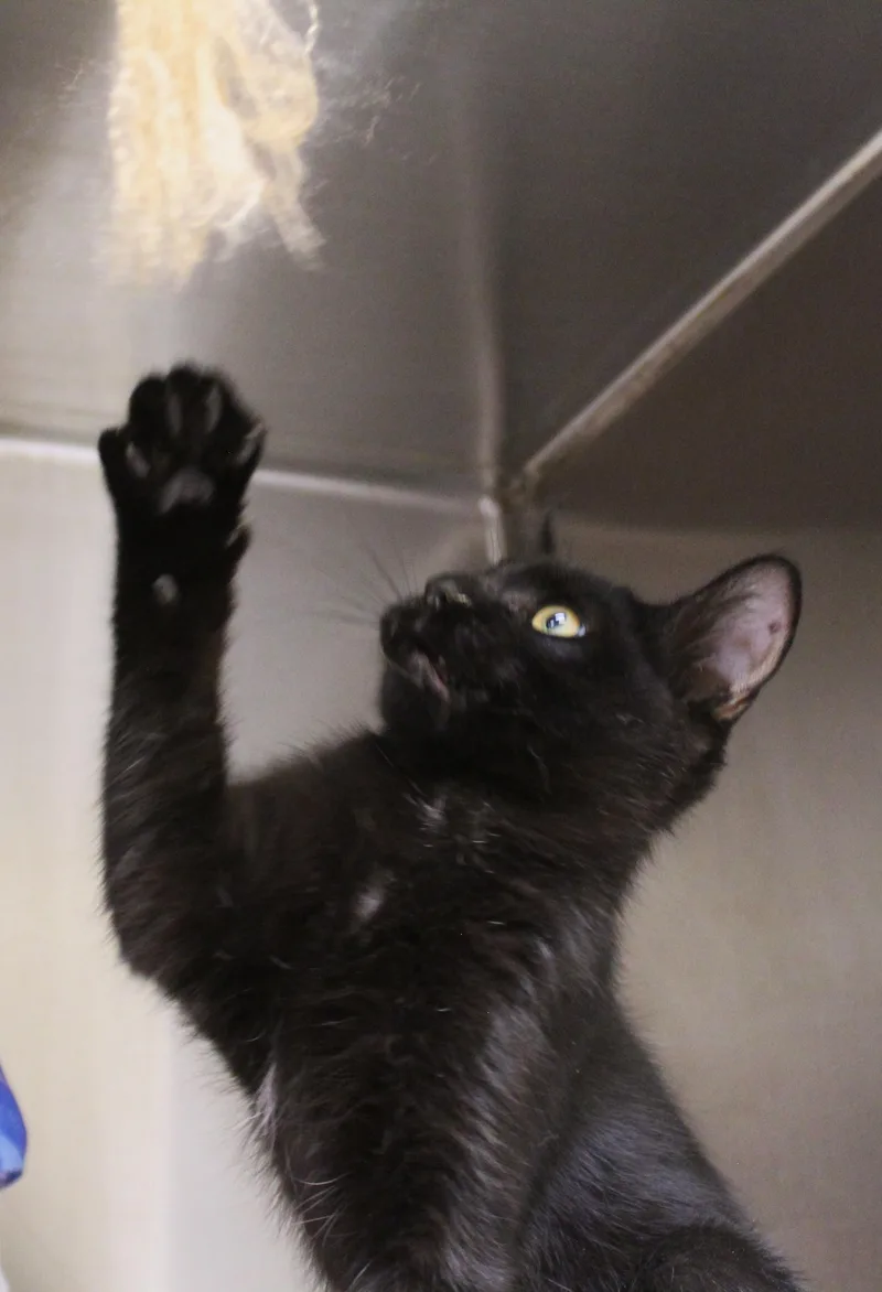 Salem thumbnail 3