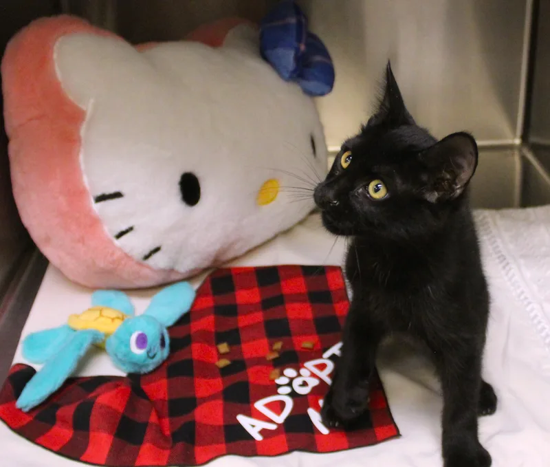 Salem thumbnail 4