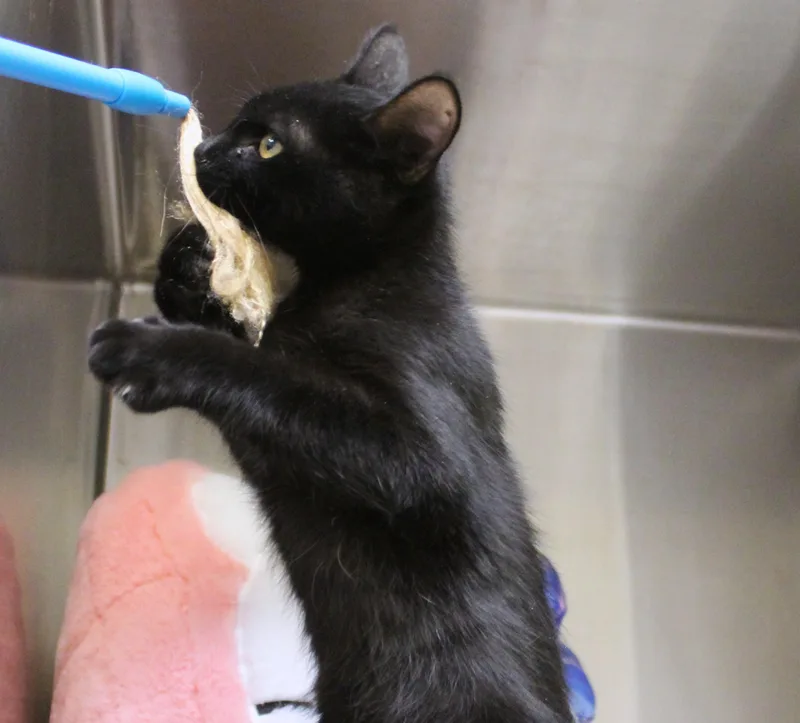 Salem thumbnail 5