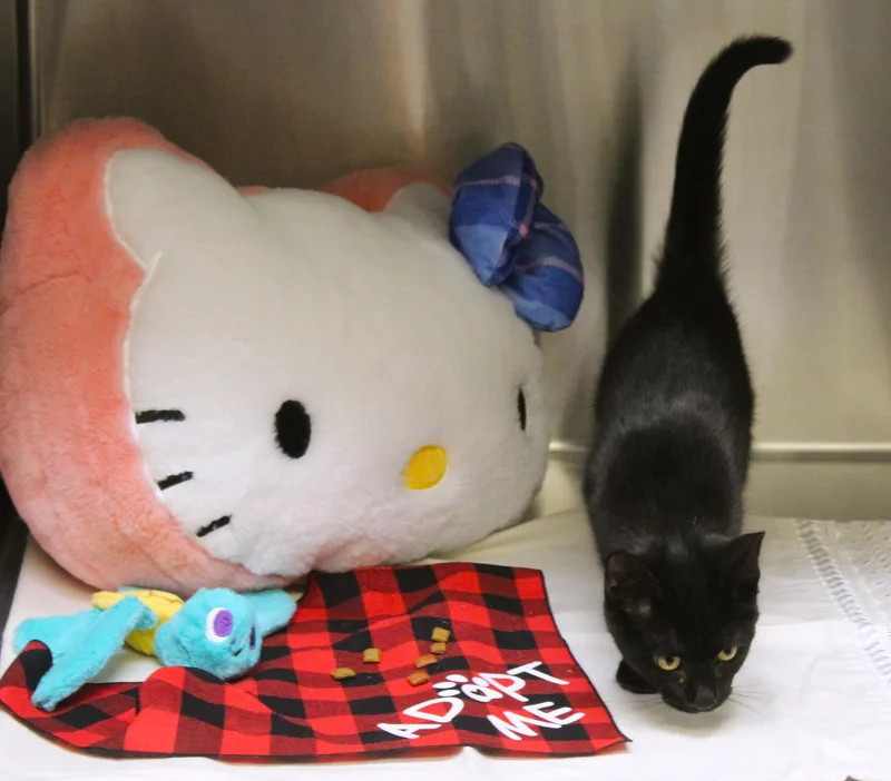 Salem thumbnail 6