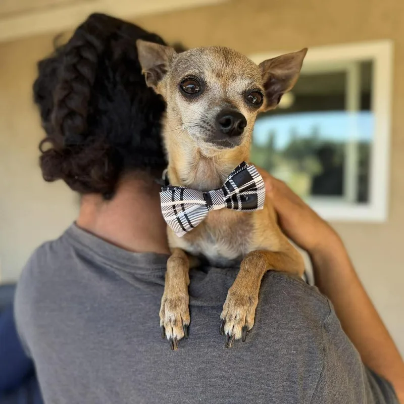 A senior small-sized male Brown / Chocolate Chihuahua dog named Cacahuate for adoption in Ramona, CA