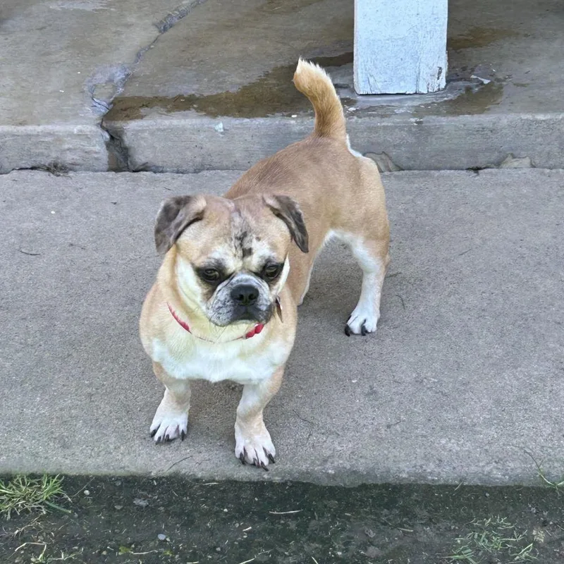 Buster Brown thumbnail 2